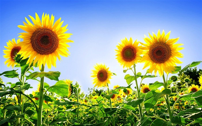 Fond d'écran de photographie d'été fleurs Vues:47853