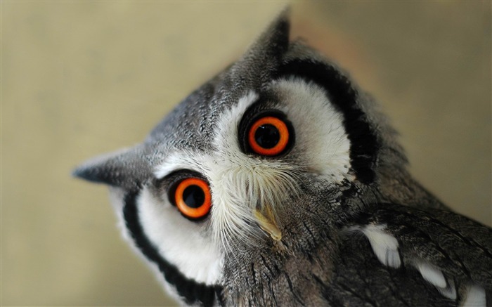 gray owl-Animal photography wallpaper Views:24644 Date:2012/5/21 22:44:06