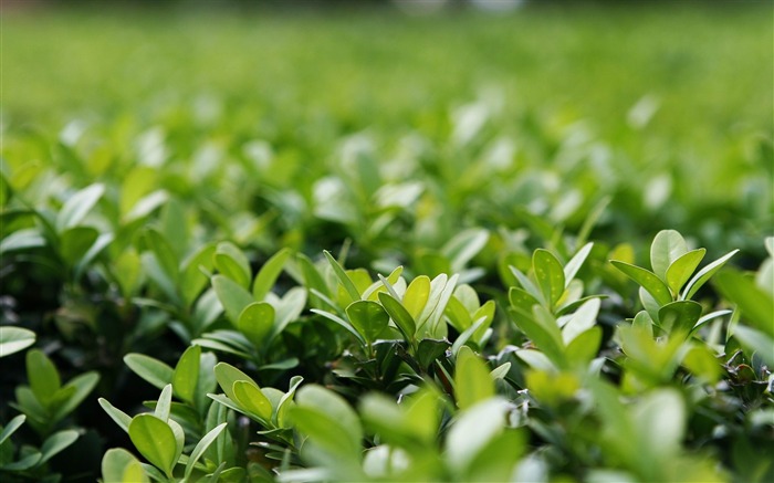 green Bush-photographie plantes fond d'écran Vues:11935