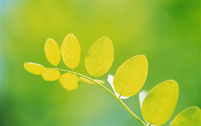 feuilles vertes-photographie plantes fond d'écran Vues:9169