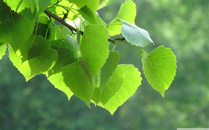 papel tapiz de fotografía de plantas de vida verde Vistas:11514