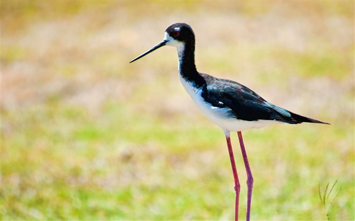 hawaiian stilt-Bird Photography Wallpaper Views:11259 Date:2012/5/6 10:27:38