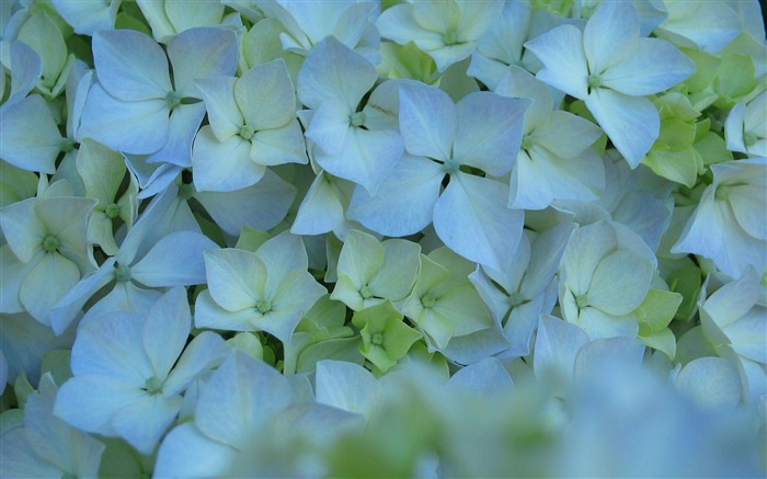 hydrangea flower-flowers photo wallpaper Views:11578 Date:2012/5/1 16:09:18