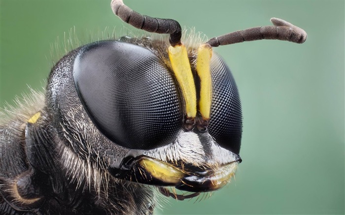 insect eyes macro-Animal photography wallpaper Views:20866 Date:2012/5/21 22:41:15