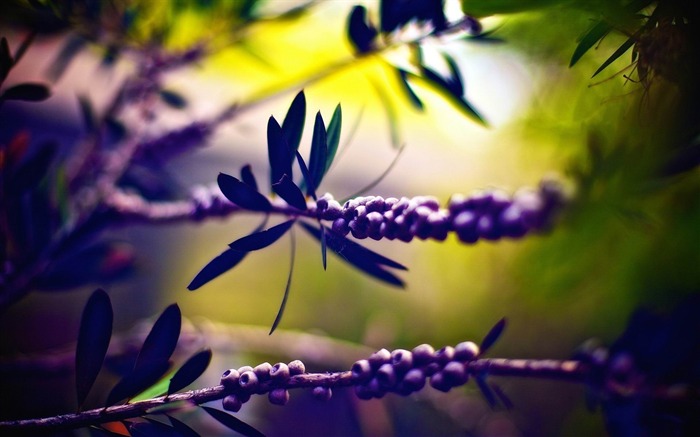 Le charme de la nature-photographie plantes fond d'écran Vues:22605