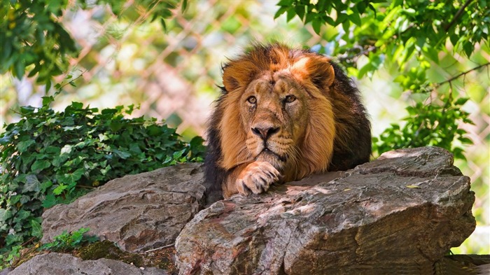 lion-Animal photography wallpaper Views:10867 Date:2012/5/21 22:42:26