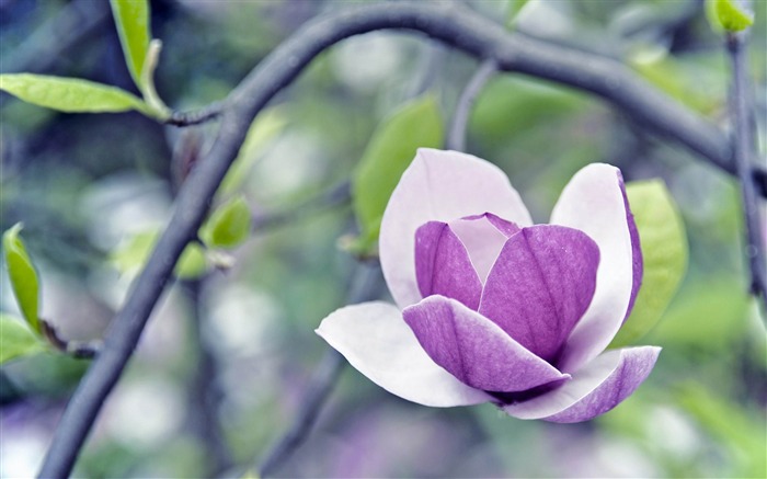 magnolia-flowers desktop wallpaper Views:13776 Date:2012/5/20 9:06:31