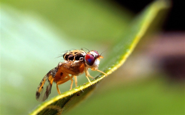 雄medfly-動物写真の壁紙 ブラウズ:12145