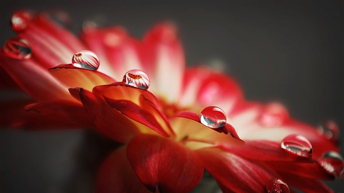 microdrops-Flowers macro photography wallpaper Views:9941 Date:2012/5/23 3:55:11