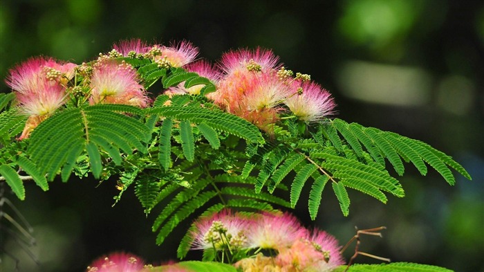 mimosa-flowers desktop wallpaper Views:14150 Date:2012/5/20 9:07:36