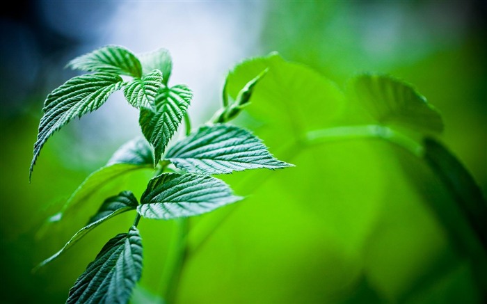 papel tapiz de fotografía de hojas de menta Vistas:10911