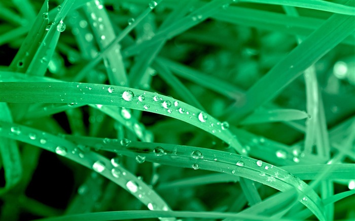 朝露-植物のマクロ写真撮影の壁紙 ブラウズ:11524