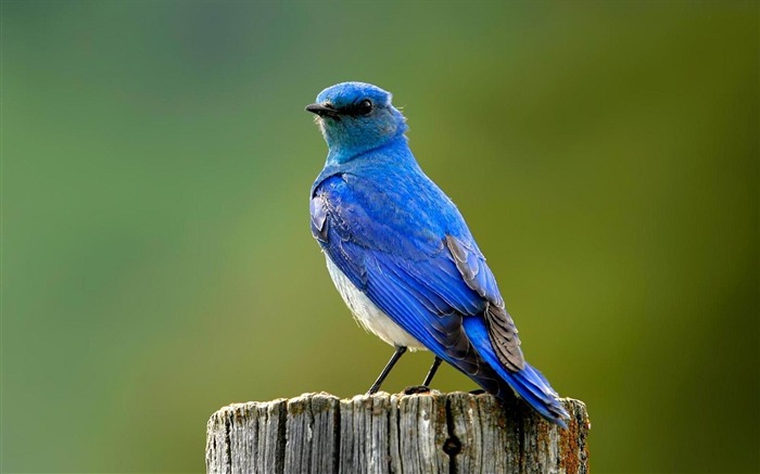 Désir de s'élever-Oiseaux HD photographie fond d'écran Vues:34618