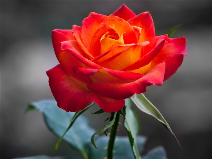 rose orange-Fleurs macro photographie fonds d'écran Vues:12574