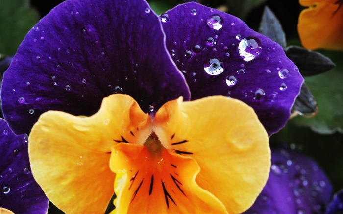 pansy-flowers desktop wallpaper Views:10548 Date:2012/5/20 9:09:16