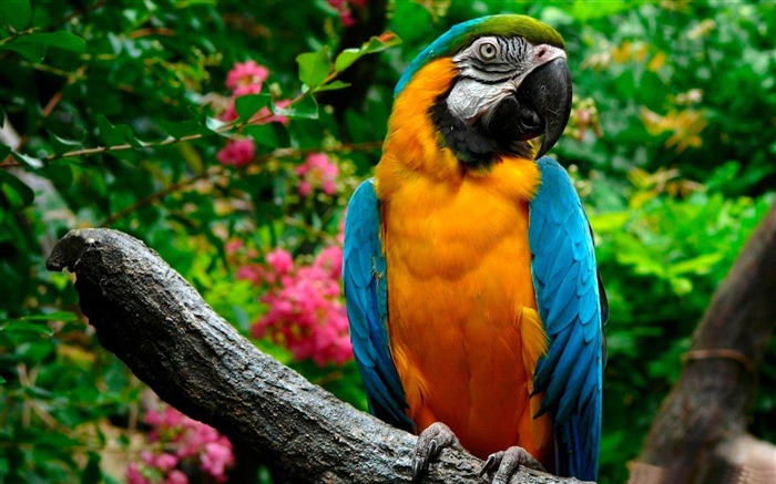 parrots-Animal photography wallpaper Views:11861 Date:2012/5/21 22:45:23