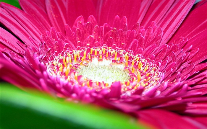 marguerite rose-Fleurs macro photographie fonds d'écran Vues:10019