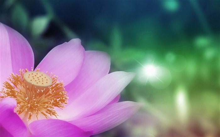 pink lotus China-flowers desktop wallpaper Views:10366 Date:2012/5/20 9:11:36