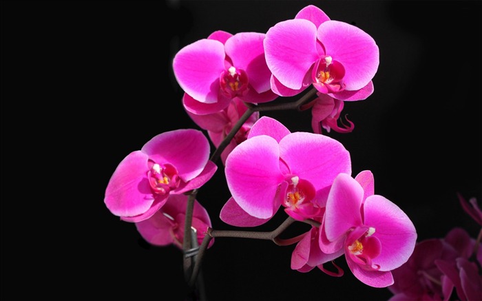 pink orchids-flowers desktop wallpaper Views:14888 Date:2012/5/20 9:08:33