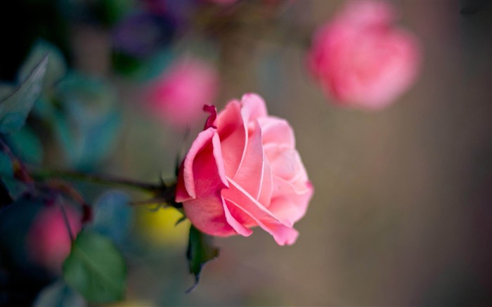 pink rose-flowers desktop wallpaper Views:15484 Date:2012/5/20 9:12:20