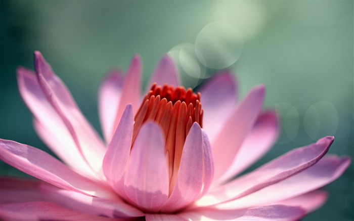 Asombroso fondo de escritorio de fotografía de flores Vistas:28210