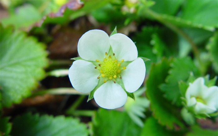 plant strawberry-flowers photo wallpaper Views:9696 Date:2012/5/1 16:11:19