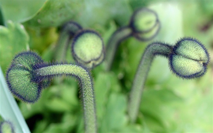 植物のマクロ写真撮影の壁紙 ブラウズ:10574