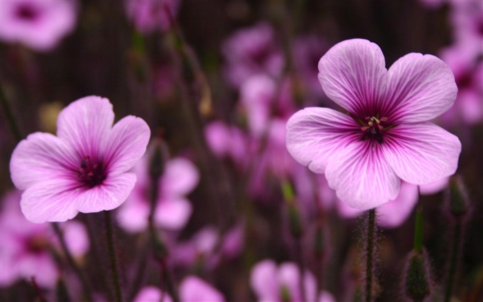 보라색 꽃 일반 - 꽃 사진 벽지 찾아보기 :12459