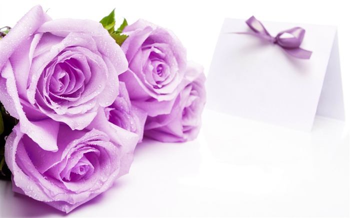 purple roses-flowers desktop wallpaper Views:36782 Date:2012/5/20 9:19:37