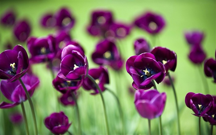 purple tulips-flowers desktop wallpaper Views:11966 Date:2012/5/20 9:13:56