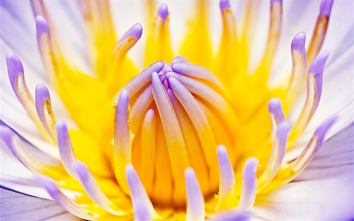 pourpre nénuphar-Fleurs macro photographie fonds d'écran Vues:7833