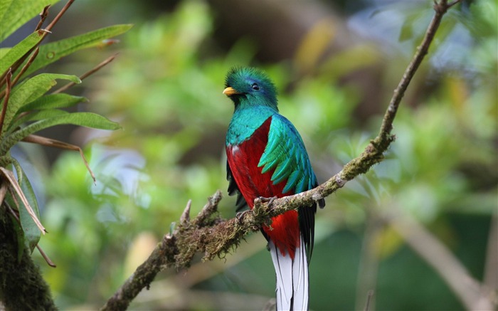 quetzal-Bird Photography Wallpaper Views:33835 Date:2012/5/6 10:31:40