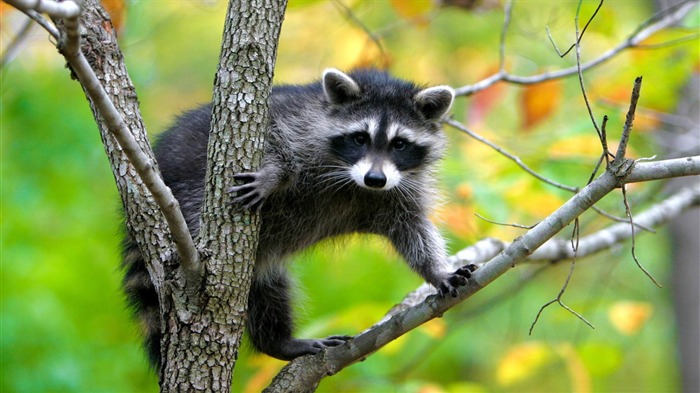 raccoon in a tree-Animal photography wallpaper Views:11163 Date:2012/5/21 22:46:16