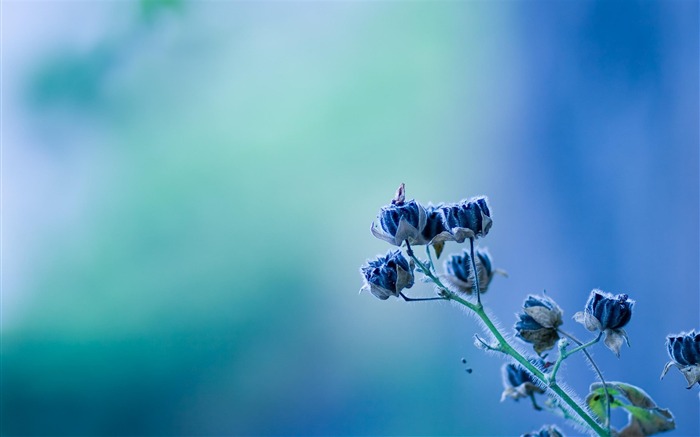 희귀 한 꽃 - 꽃 사진 벽지 찾아보기 :11205