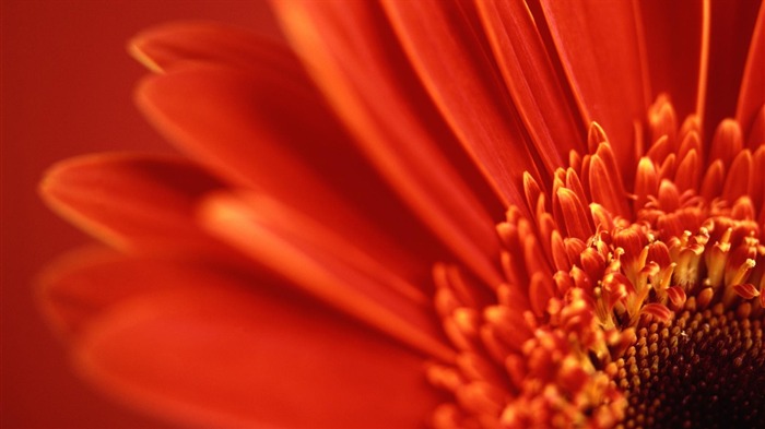 rouge gerbera-Fleurs macro photographie fonds d'écran Vues:9049