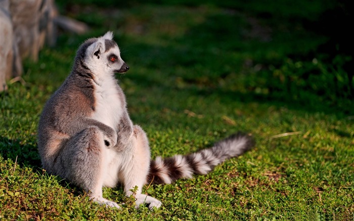 ring tailed lemur-Animal photography wallpaper Views:13612 Date:2012/5/21 22:47:02