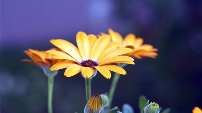 Rudbeckia-Fleurs macro photographie fonds d'écran Vues:7244