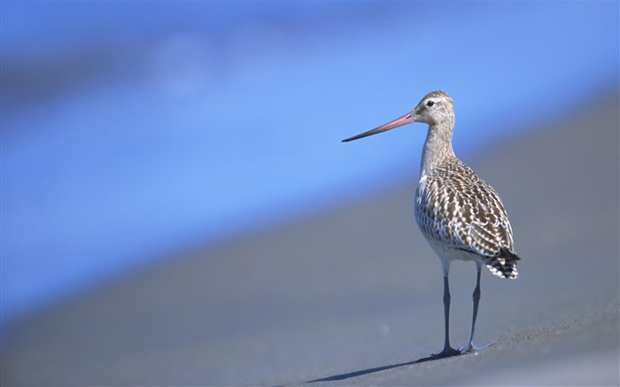 海鳥-動物写真の壁紙 ブラウズ:11159