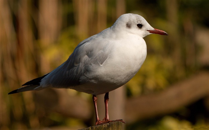 seagull bird-Animal photography wallpaper Views:9446 Date:2012/5/21 22:47:39