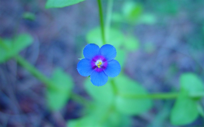 小蓝花-鲜花摄影壁纸 浏览:11159