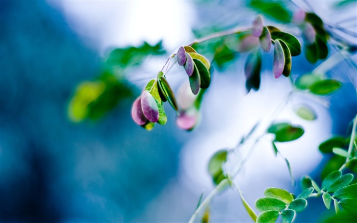 葉のスプラッシュ-自然の植物の壁紙 ブラウズ:9677