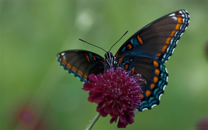 swallowtail butterfly-Animal photography wallpaper Views:11489 Date:2012/5/21 22:48:25