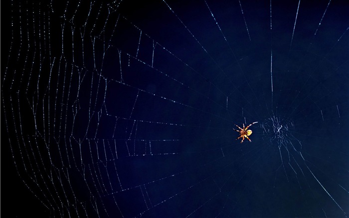 tangled web-Animal photography wallpaper Views:9960 Date:2012/5/21 22:43:27