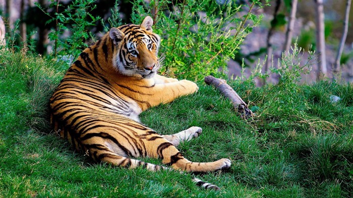 tiger resting-Animal photography wallpaper Views:12969 Date:2012/5/21 22:49:21