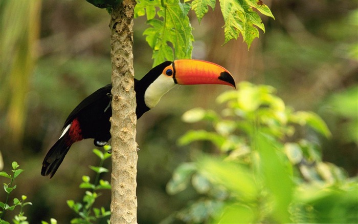 toco toucan-Bird Photography Wallpaper Views:11111 Date:2012/5/6 10:36:52