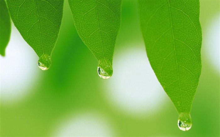 ツリーの葉-植物のマクロ写真撮影の壁紙 ブラウズ:8111