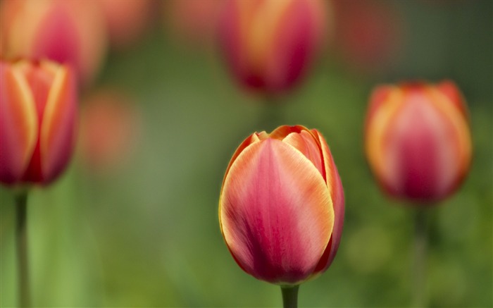 macro tulipes-Fleurs macro photographie fonds d'écran Vues:8386