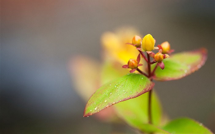 fondos de escritorio de ubuntu flower-Linux OS Vistas:12347