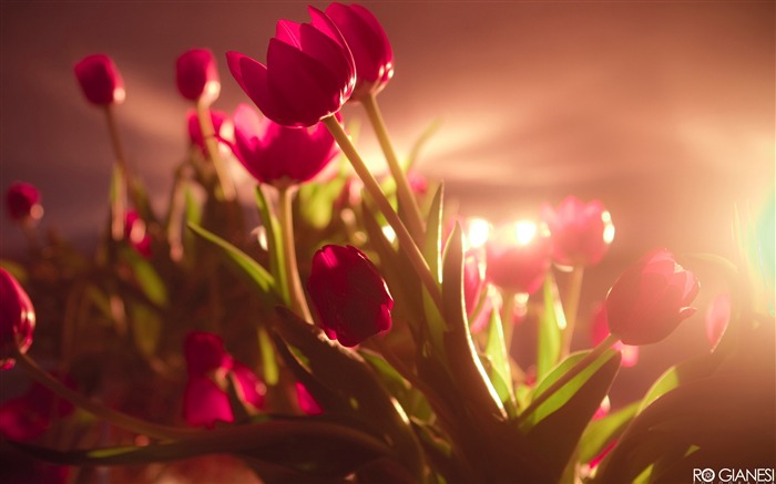 dynamiques tulipes rouges-Fleurs macro photographie fonds d'écran Vues:8968