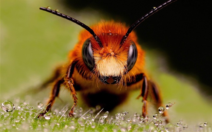 wasps-Animal photography wallpaper Views:9127 Date:2012/5/21 22:49:59